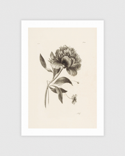 Peony