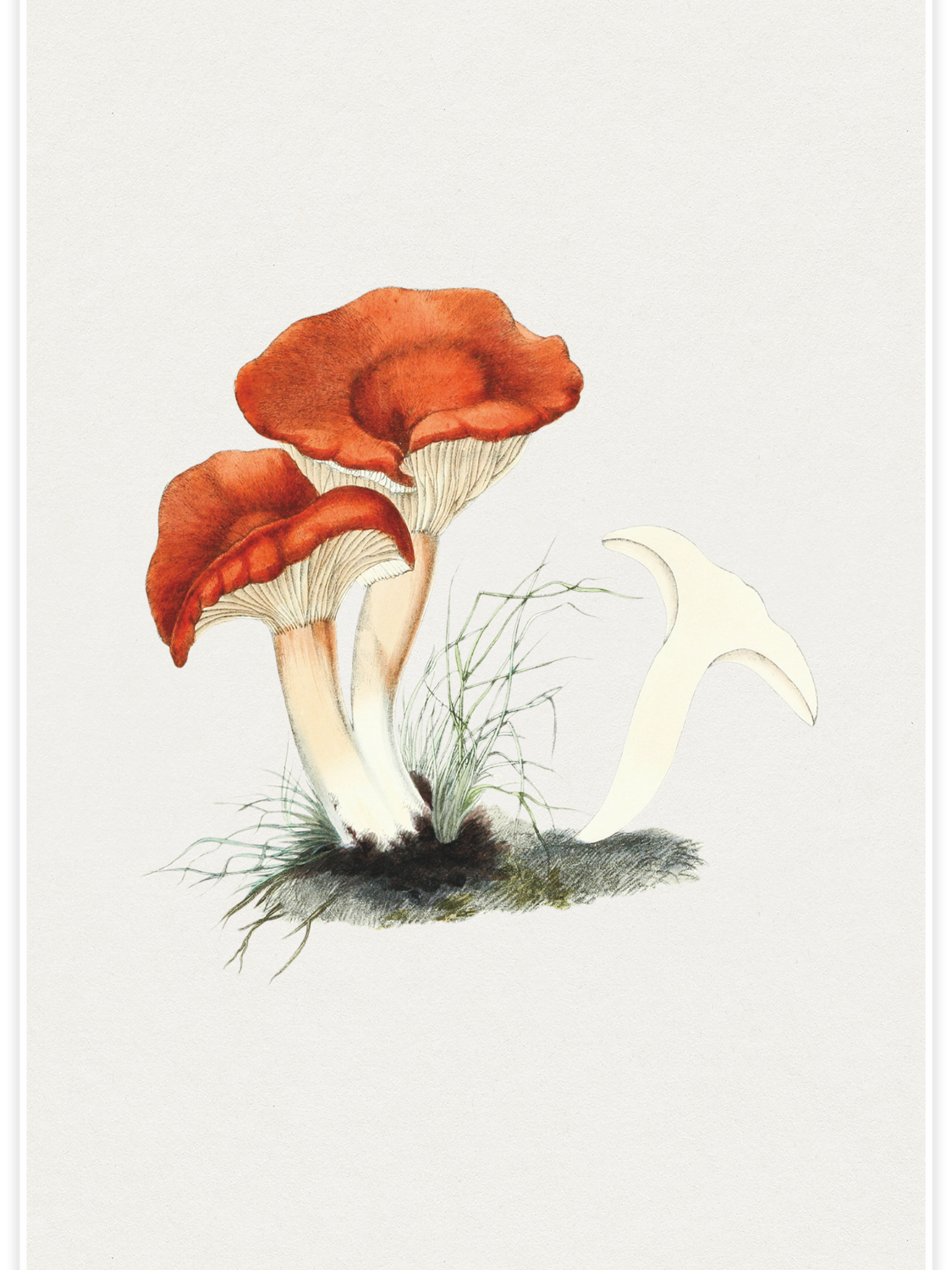 Rufous milkcap