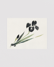 Aesthetic iris