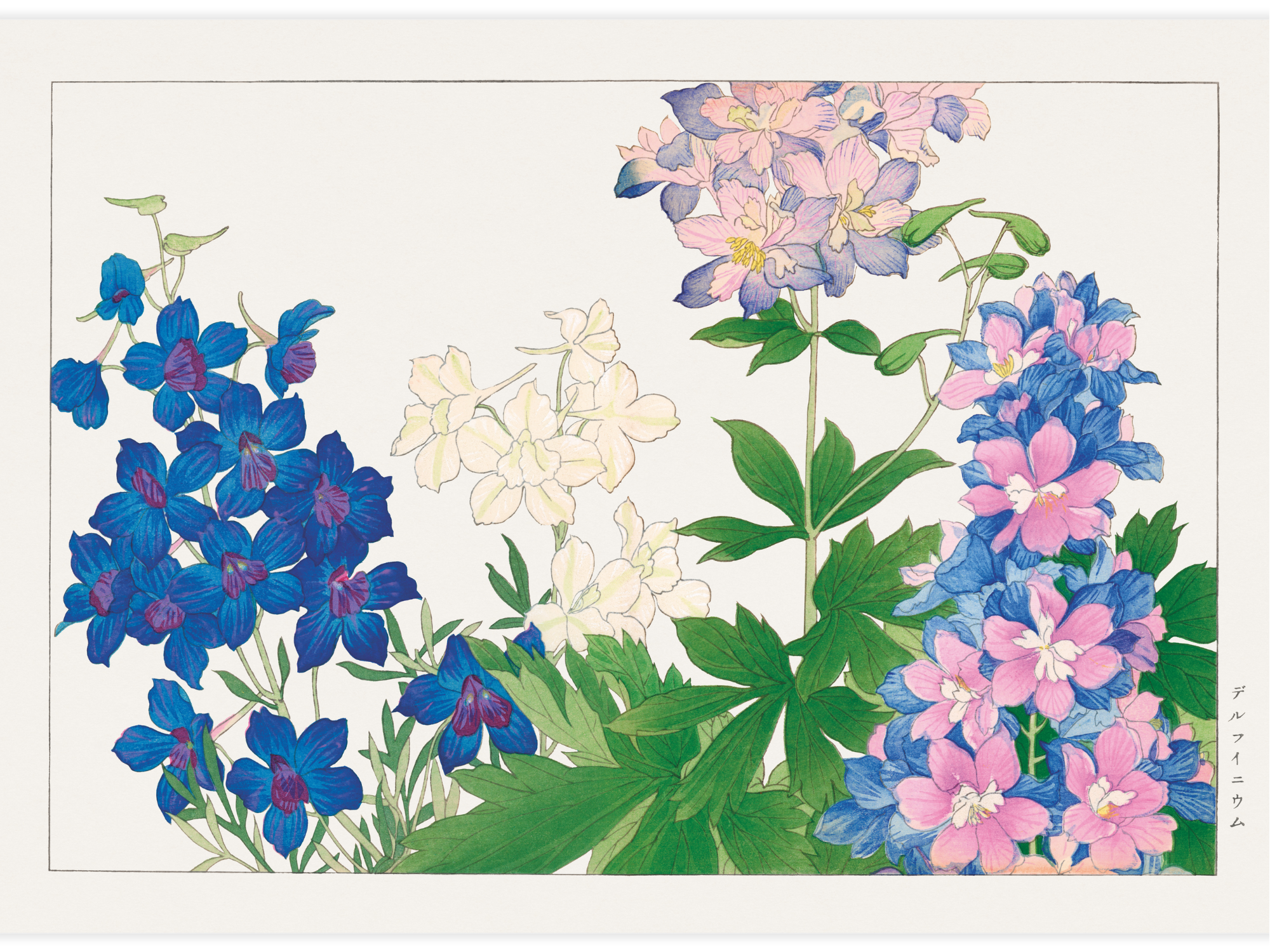 Delphinium flower