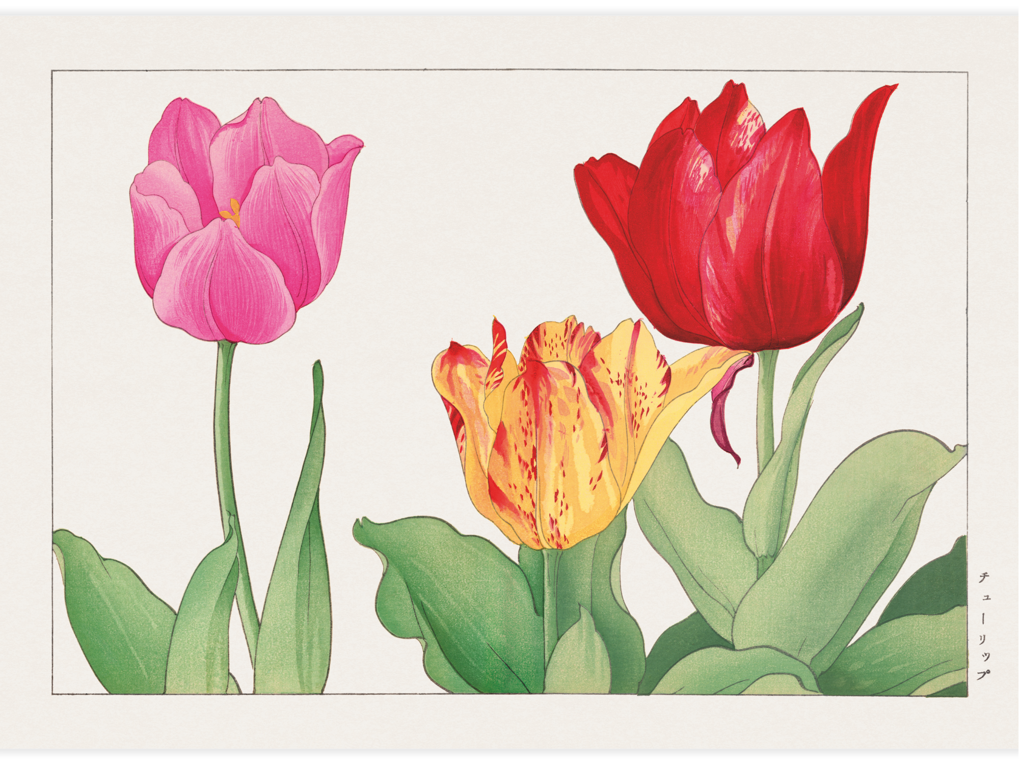 Tulip flower