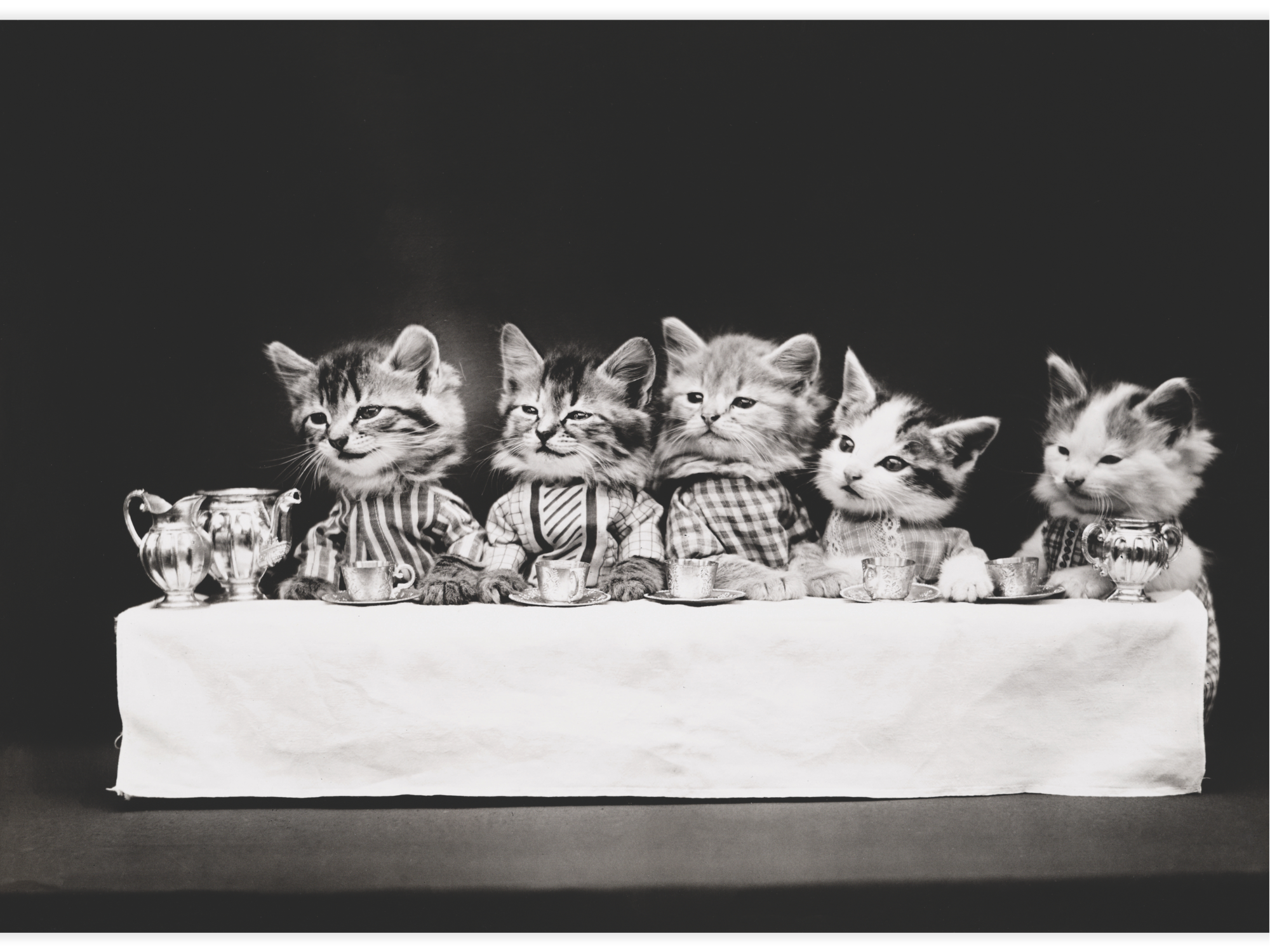 A hungry bunch