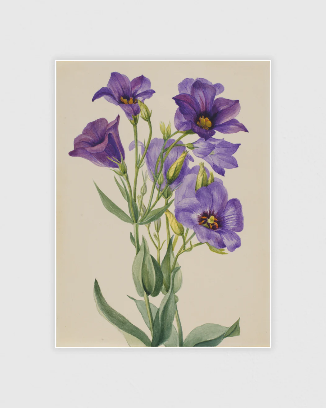 Botanisk & Modern konst Posterpaket