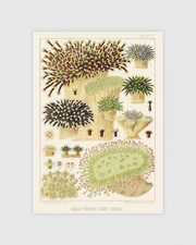 Great Barrier Reef Corals No.4