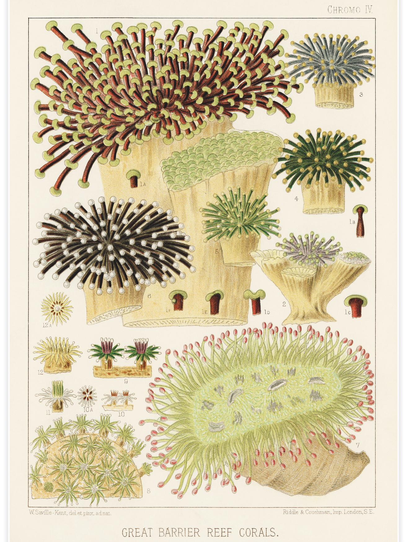 Great Barrier Reef Corals No.4