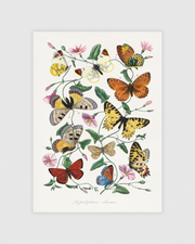 Butterfly and moth painting