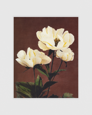 Hærdaceous Peony No.1