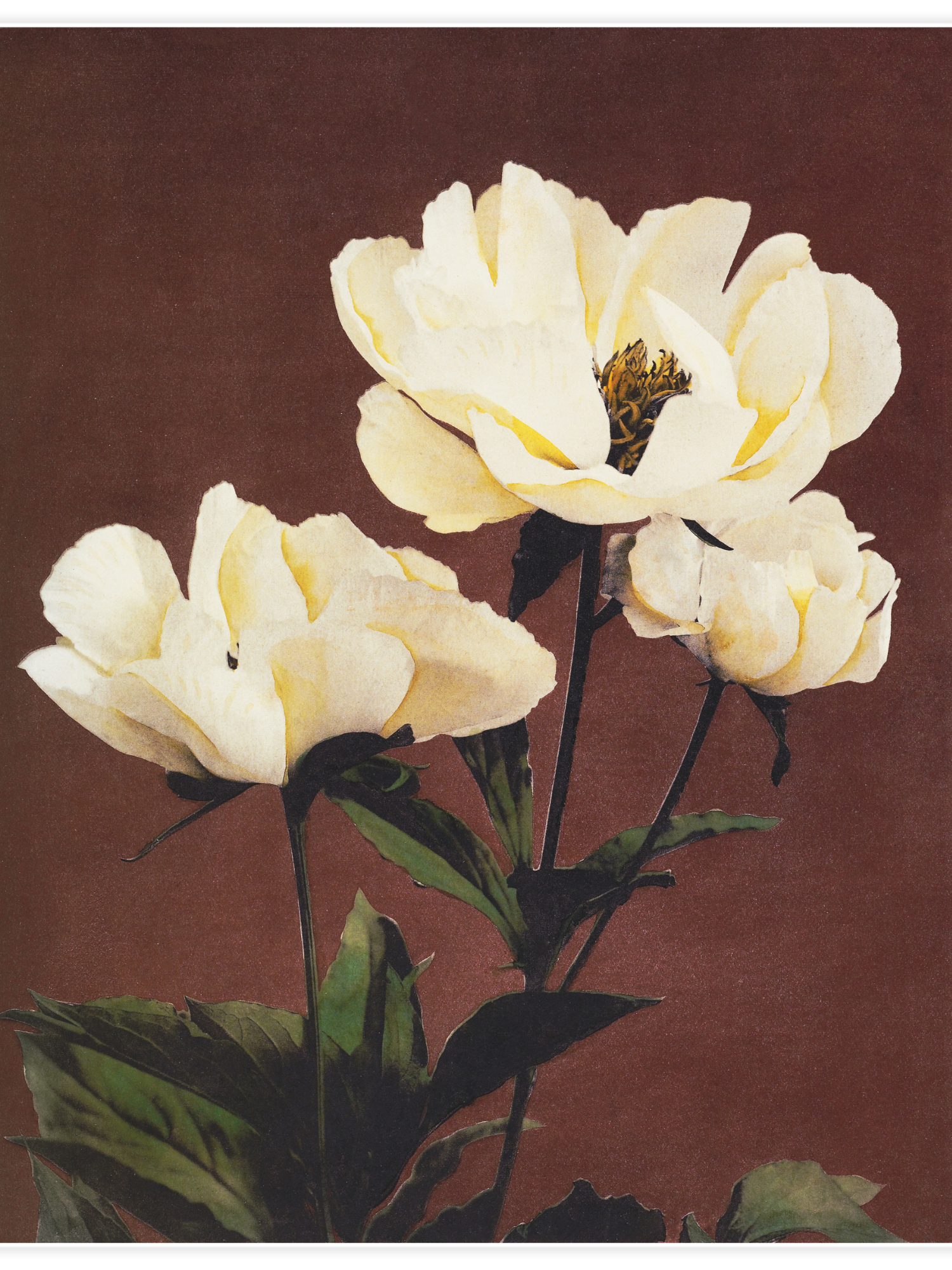 Hærdaceous Peony No.1