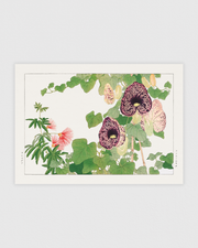 Albizia & Aristolochia flower