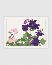 Aquilegia flower