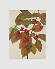 Flowering Dogwood (Cornus florida)