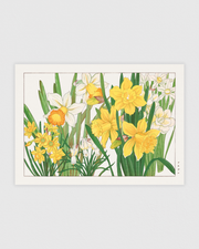Daffodil flower