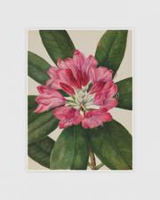 Mountain Rose-Bay (Rhododendron catawbiense)
