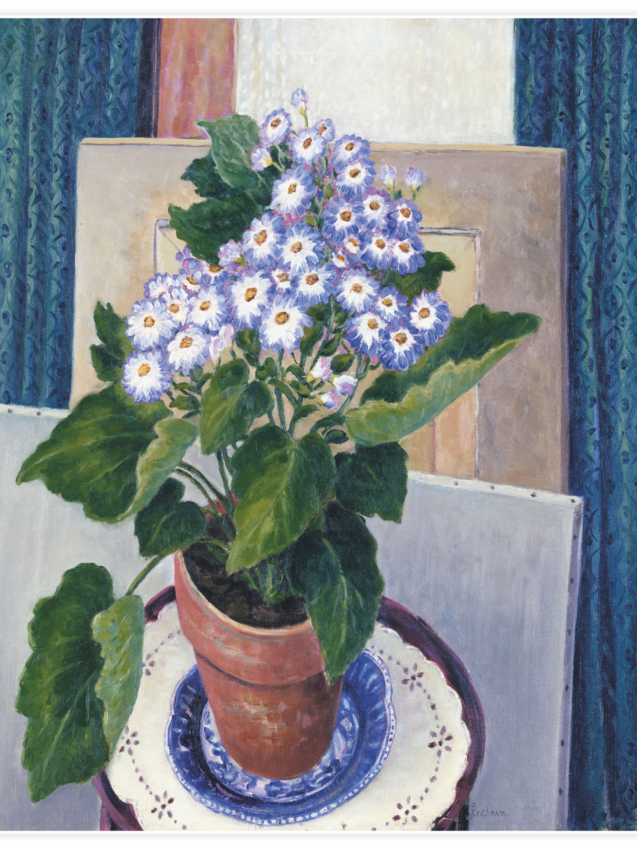 Cineraria