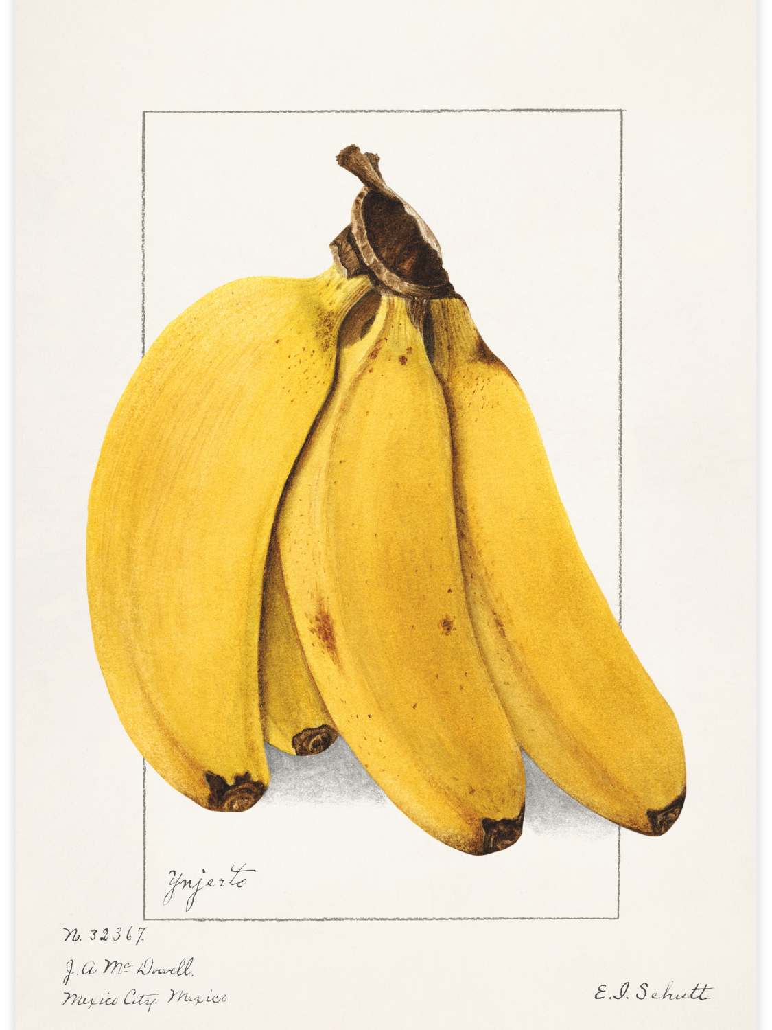 Bananas (Musa)
