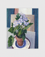 Cineraria