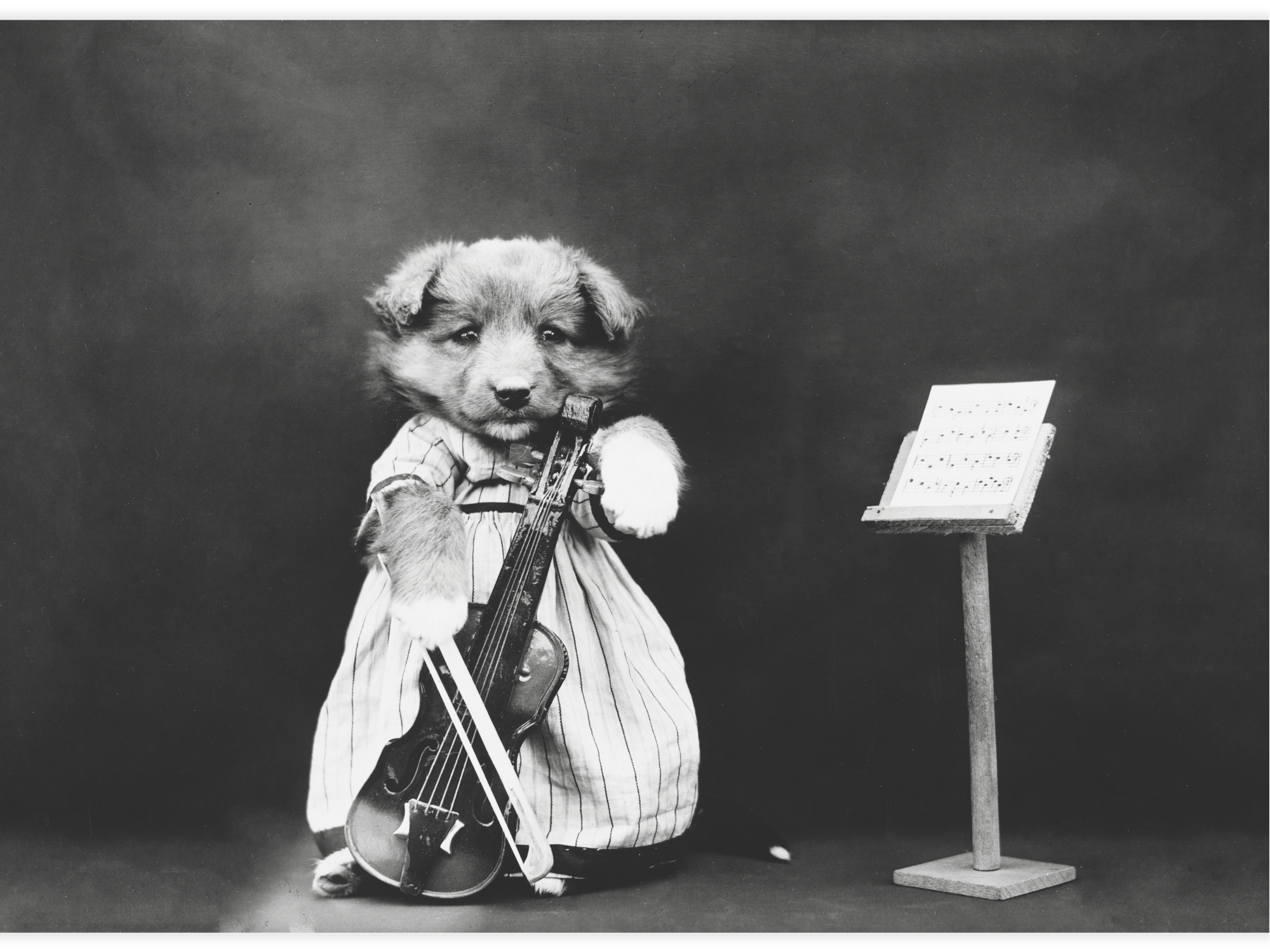 The fiddler