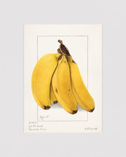 Bananas (Musa)