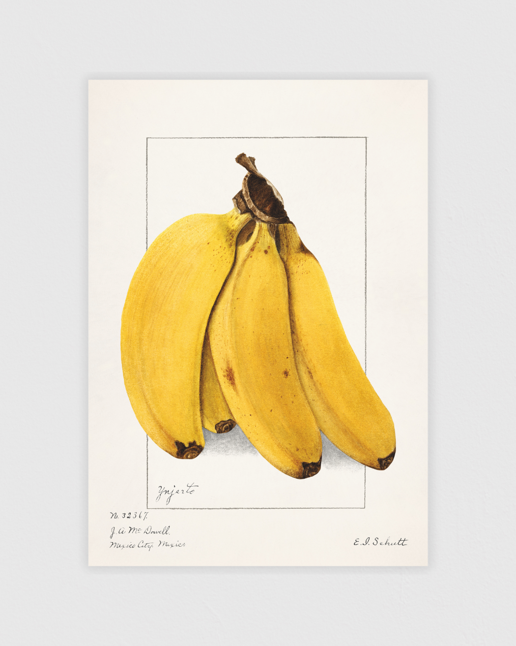 Bananas (Musa)