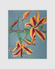 Lily