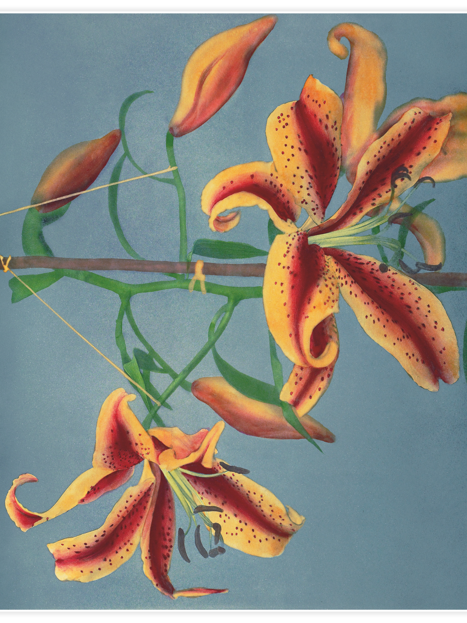 Lily