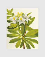 Western Azalea (Rhododendron occidentale)