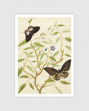 Two Exotic Butterflies on a Blooming Bush