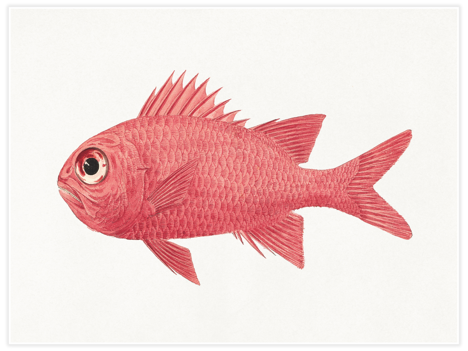 Unidentified fish