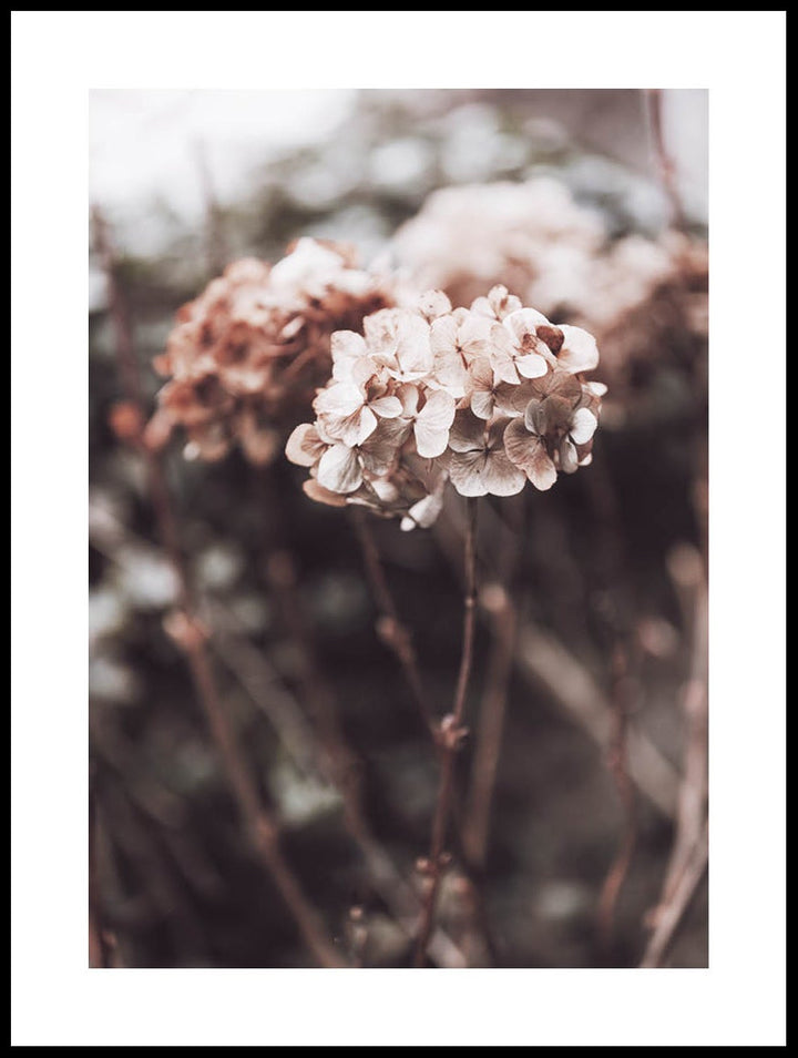 Torkad Hortensia Poster