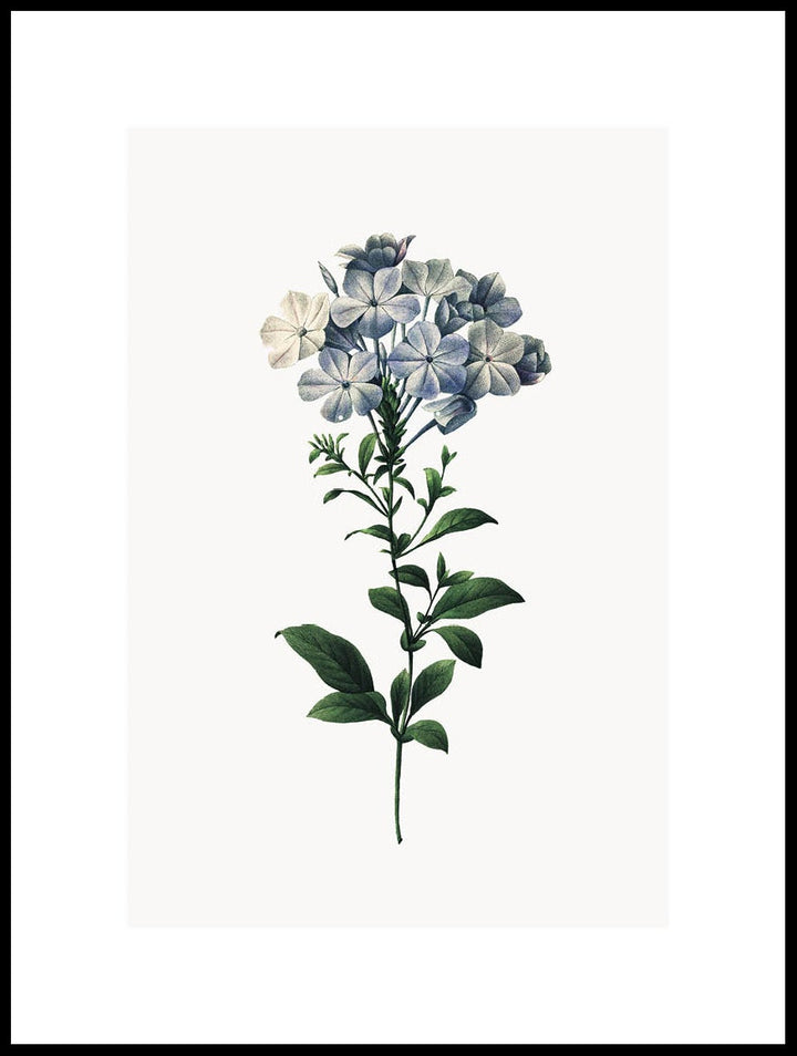 Plumbago Caerulea Poster