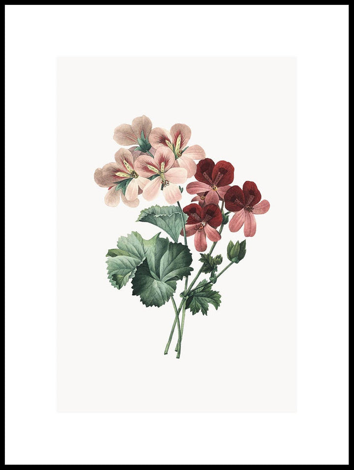 Geranium Poster