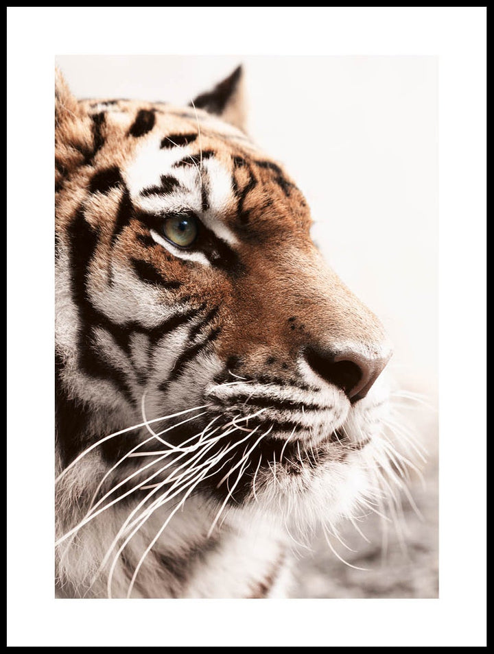 Tiger Poster