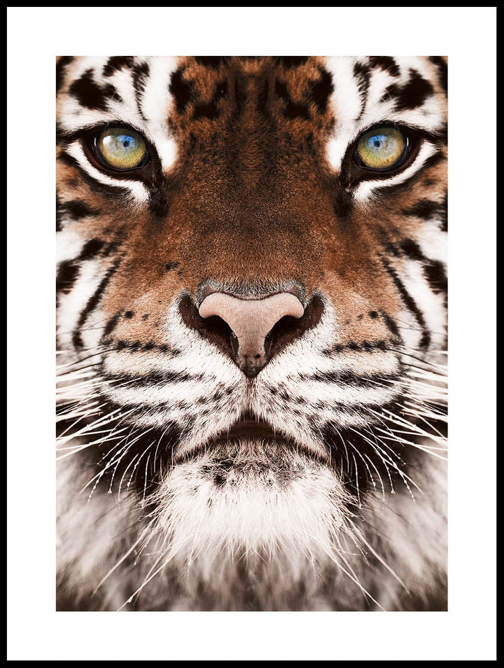 Bengal Tiger Poster