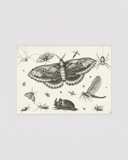 Insecten