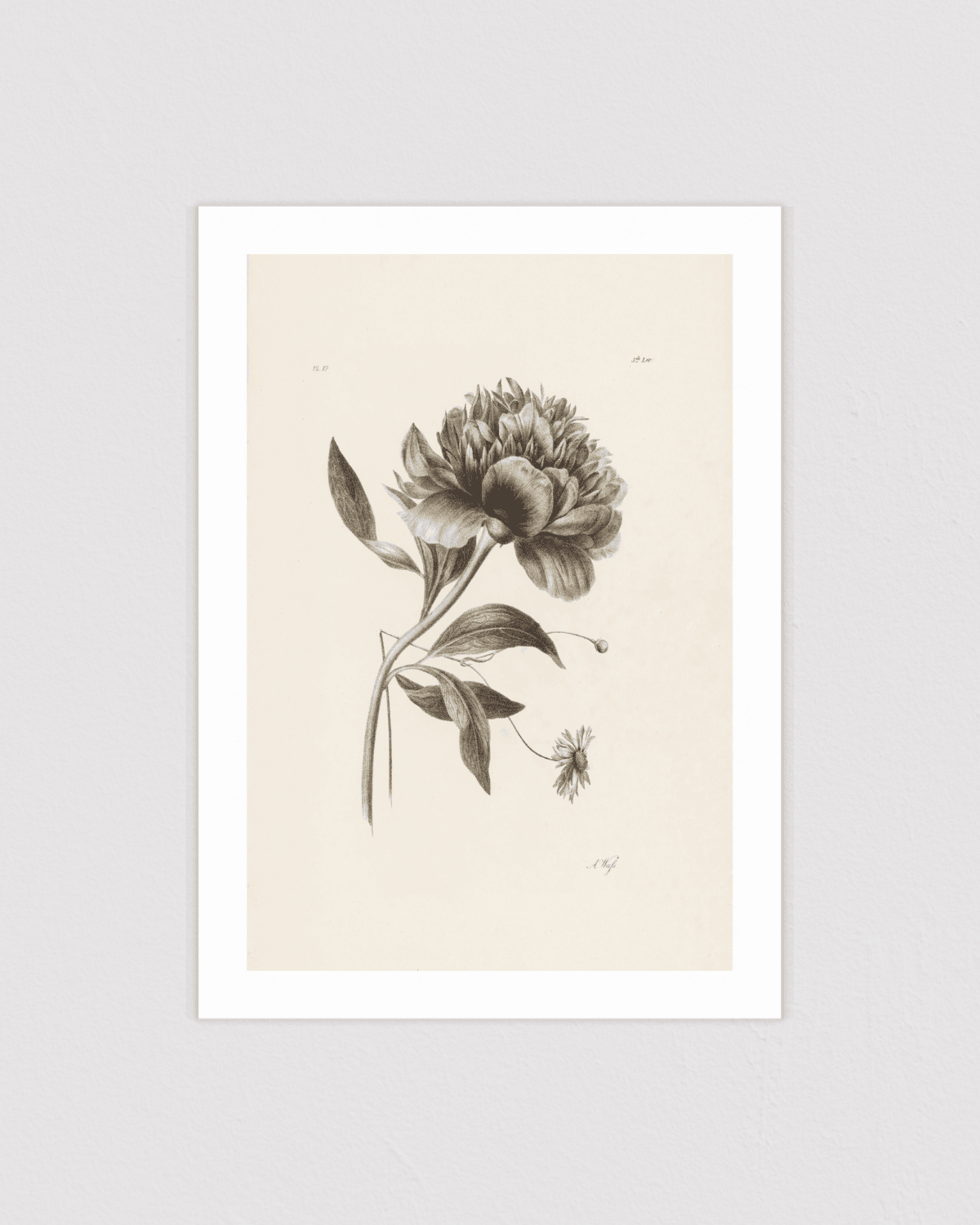 Peony
