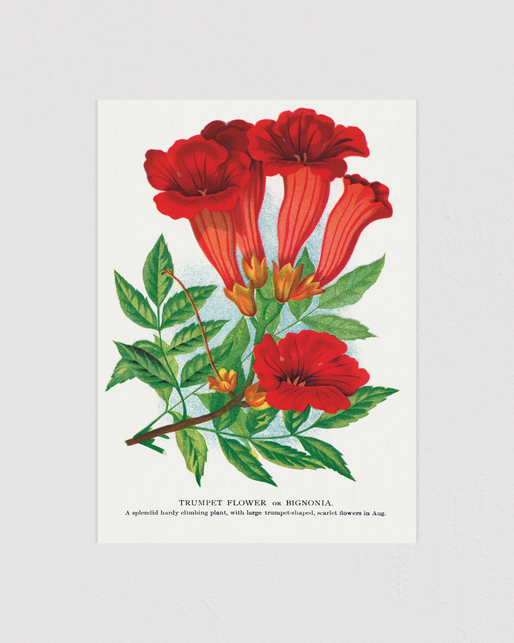Trumpet Flower or Bignonia
