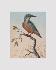 Common Kingfisher