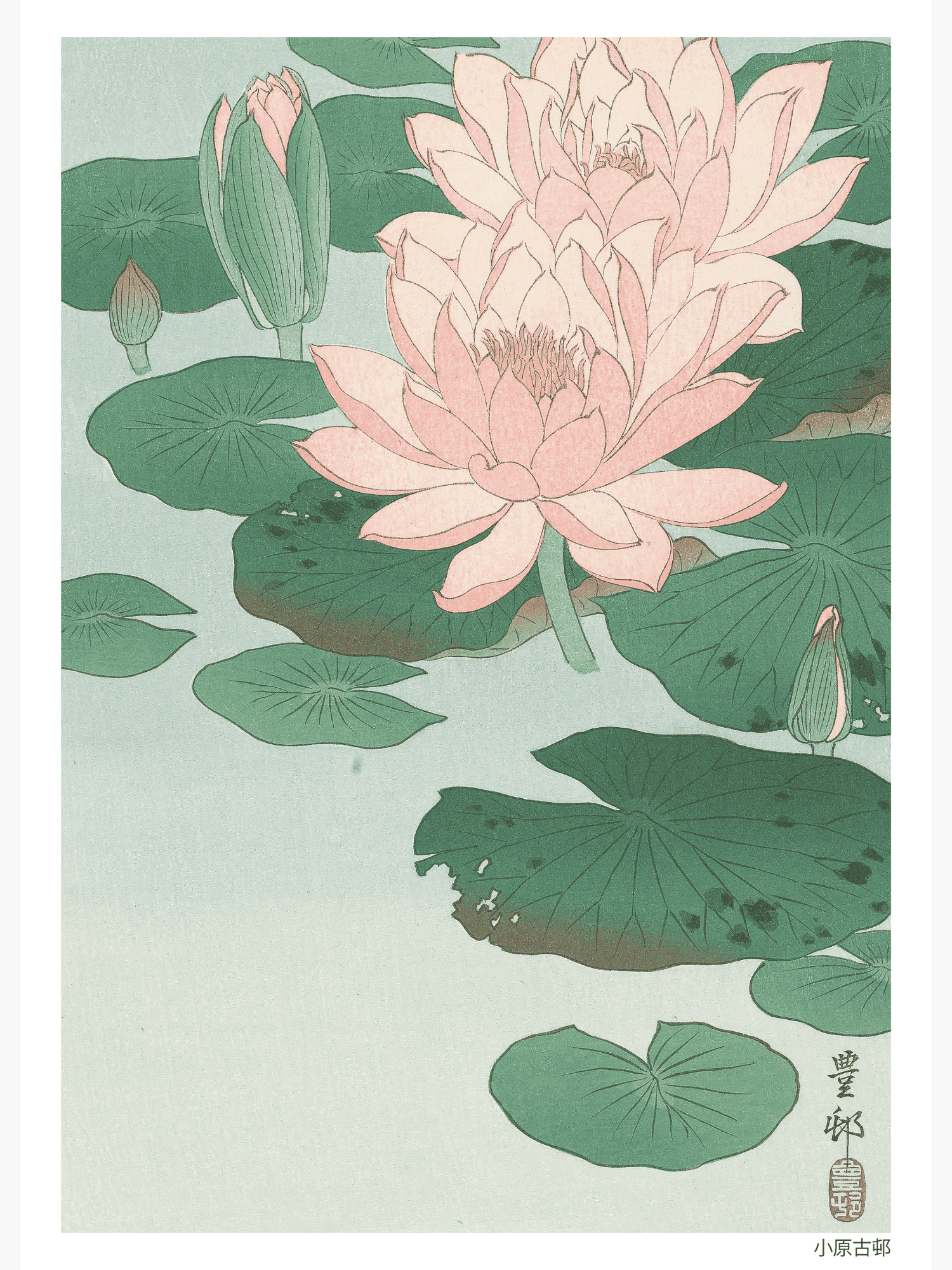 Flowering Water Lily