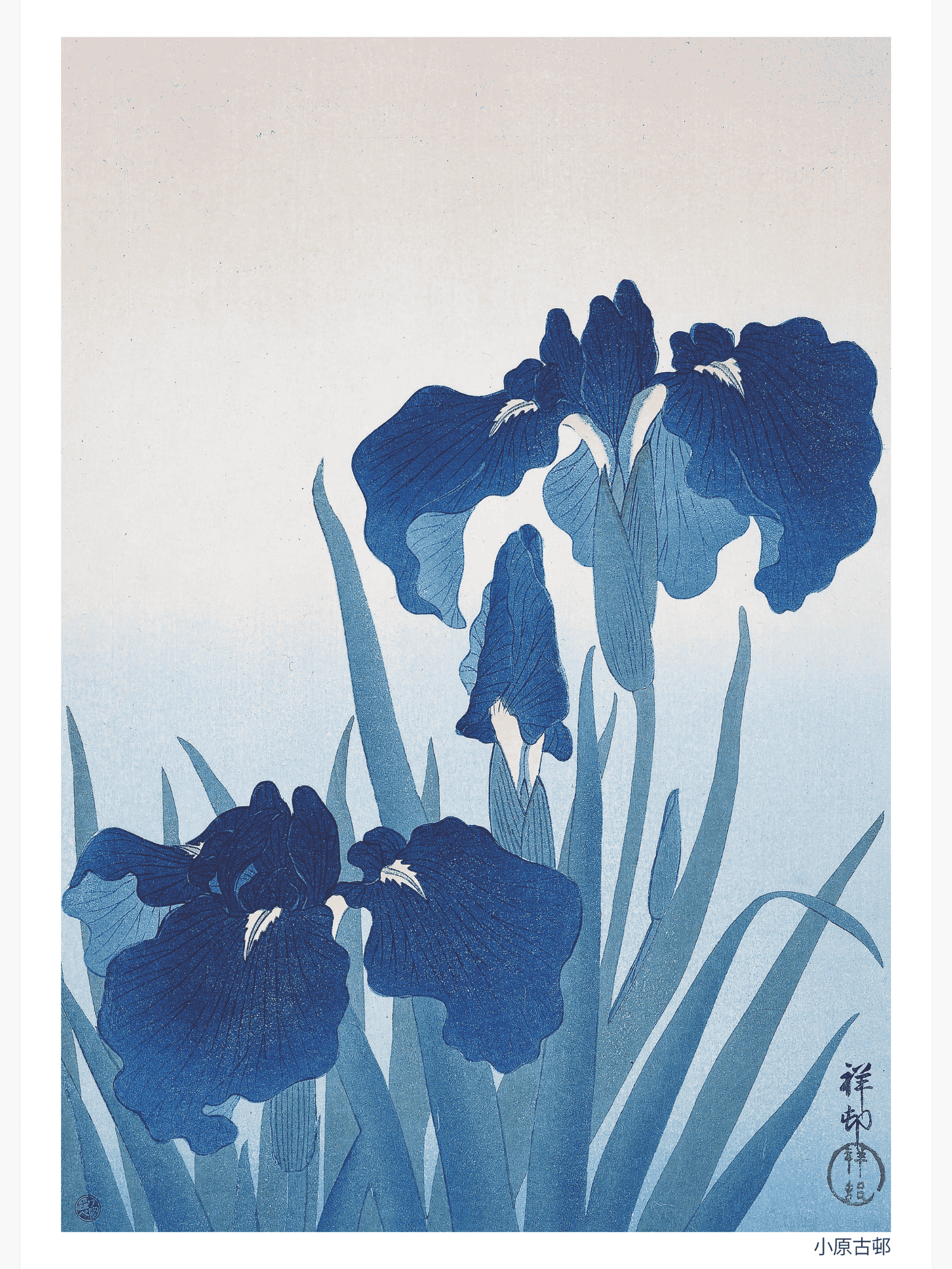 Irises