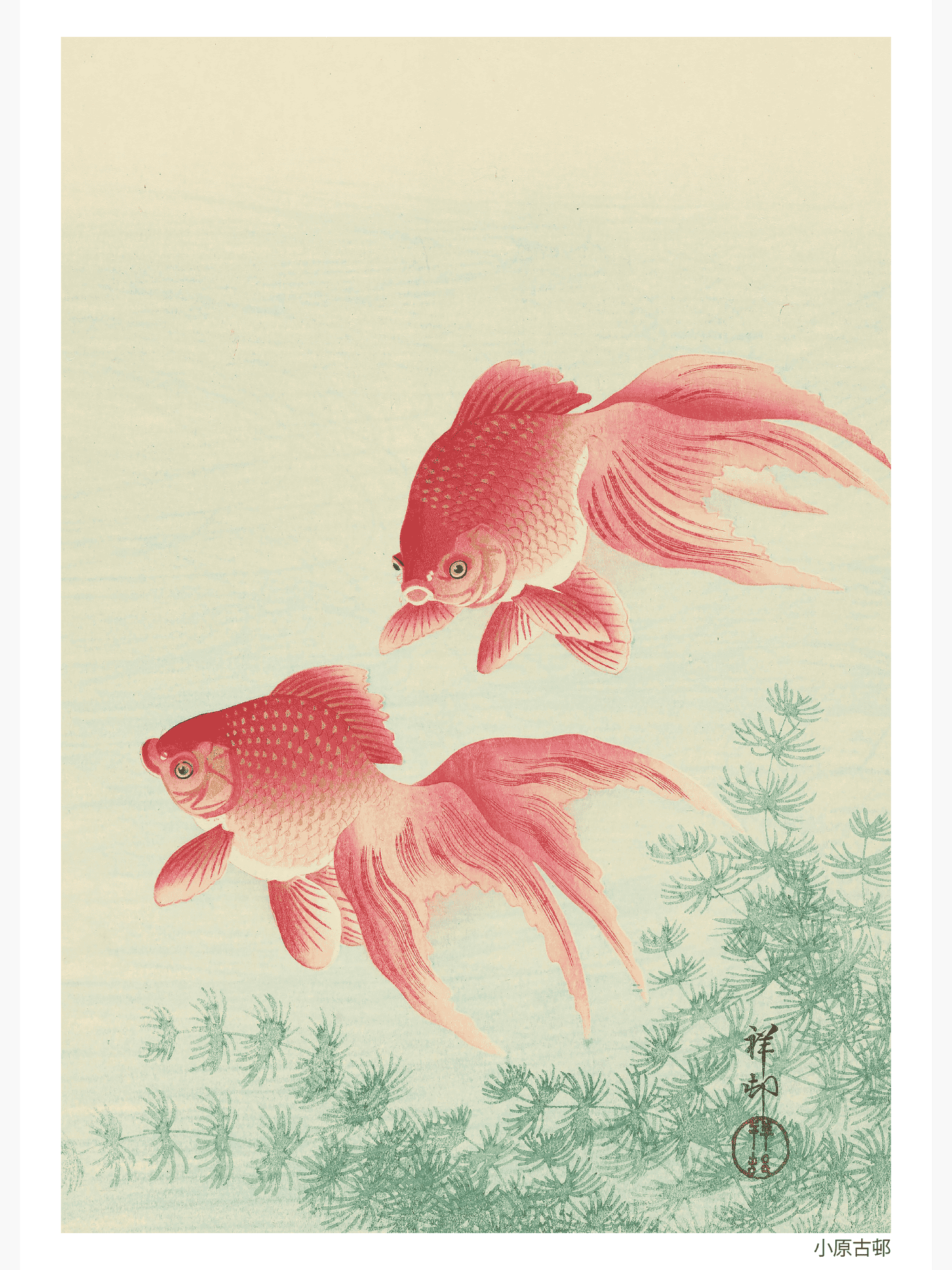 Two Veil Goldfish