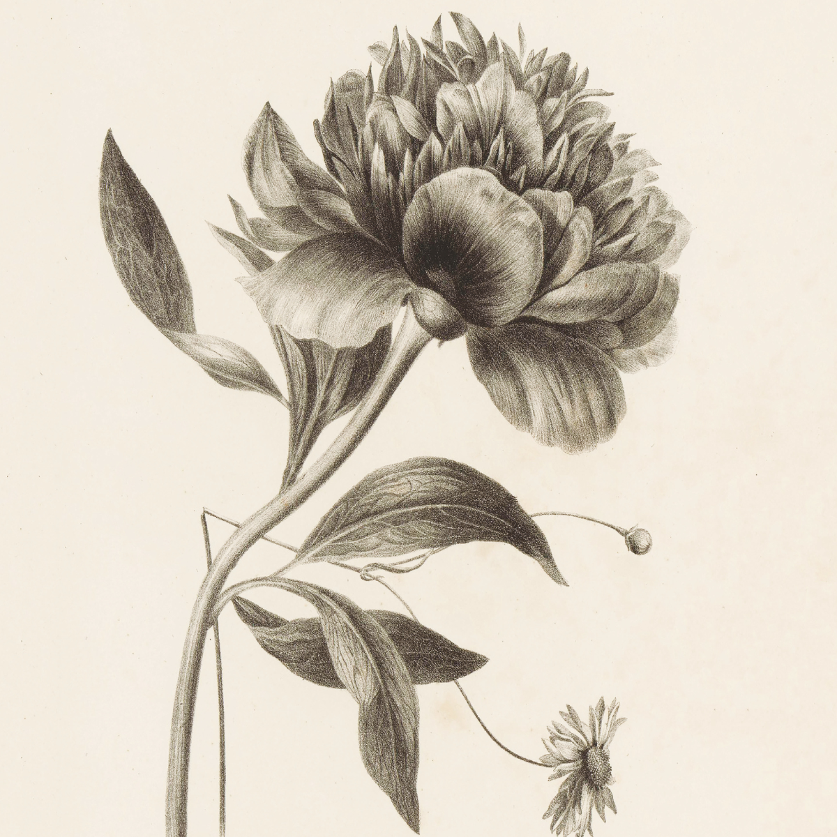 Anton Weiss