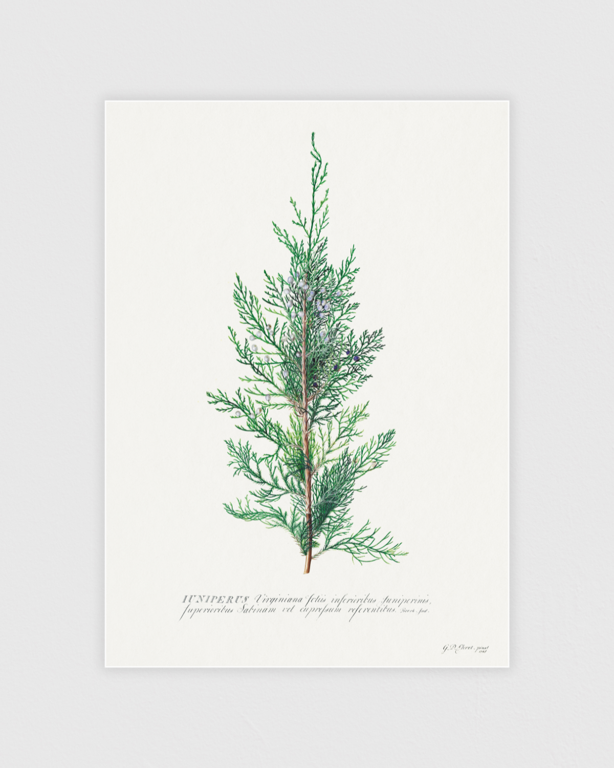 Juniper illustration
