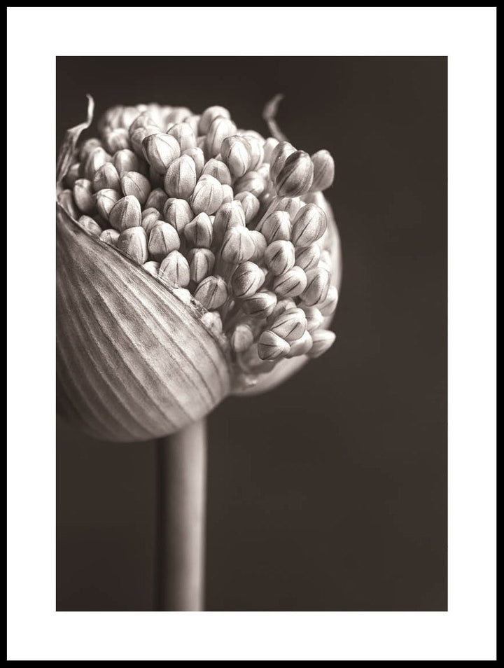 Allium Poster