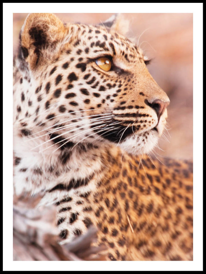 Leopard i Profil Poster