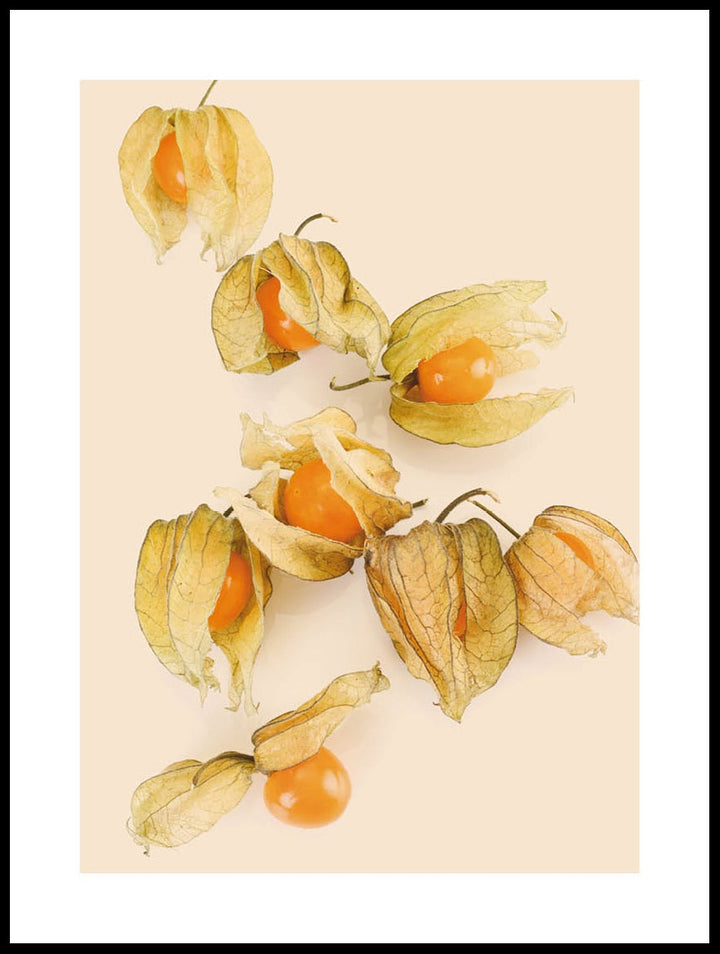 Physalis Poster