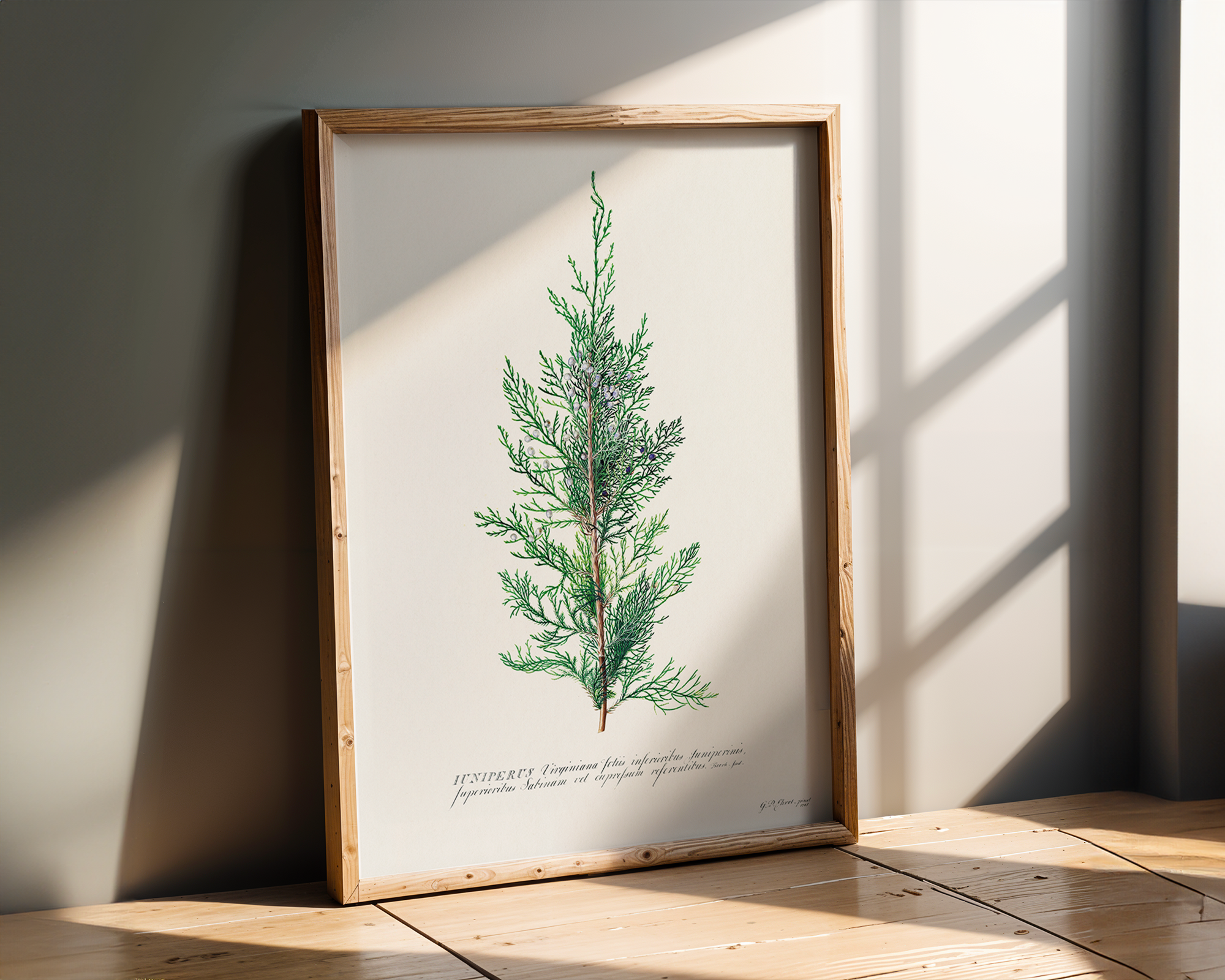 Juniper illustration