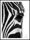 närbild-zebra_30x40_WEBB.jpg
