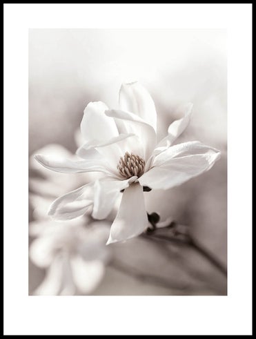 magnolia_30x40_WEBB.jpg
