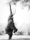 elefant-äter-blad-40x50.jpg