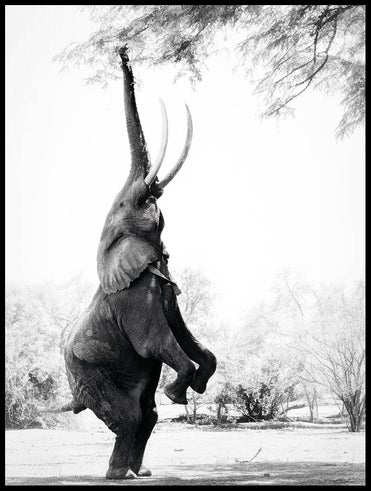 elefant-äter-blad_30x40_WEBB.jpg